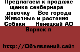 Предлагаем к продаже щенка сенбернара - девочку. - Все города Животные и растения » Собаки   . Ненецкий АО,Варнек п.